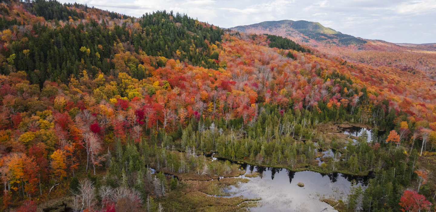 Fall foliage scattered between green trees next to a small body of water with a mountain in the back in Maine's Hilton Family Forest.